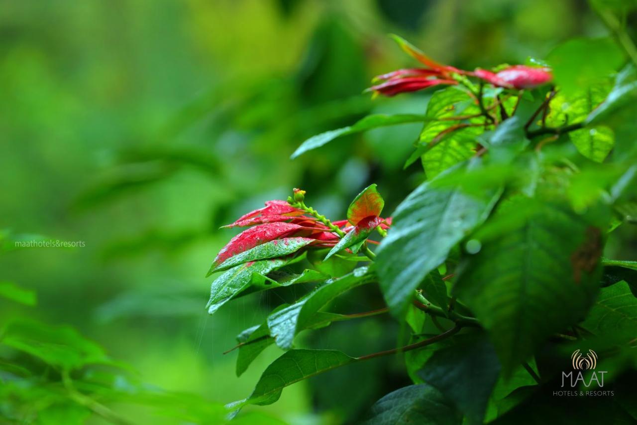 Dew Drops Farm Resorts Munnar Luaran gambar